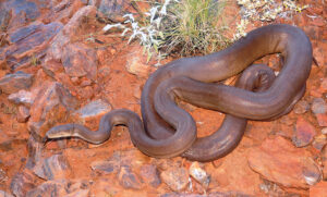 Meet the real snake charmer, the Pilbara olive python