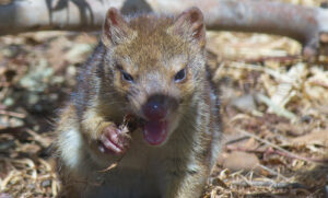 Quoll conditioning: teaching sausage-based survival skills