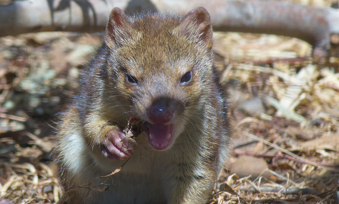 Quoll conditioning: teaching sausage-based survival skills