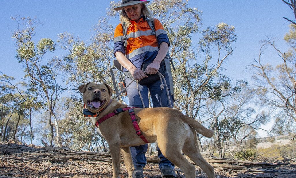 Dogs with jobs join cat fight