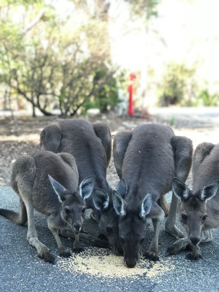 How do kangaroos breathe while they hop?