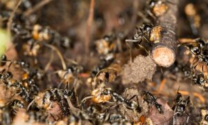 Wildlife death match: ants versus termites