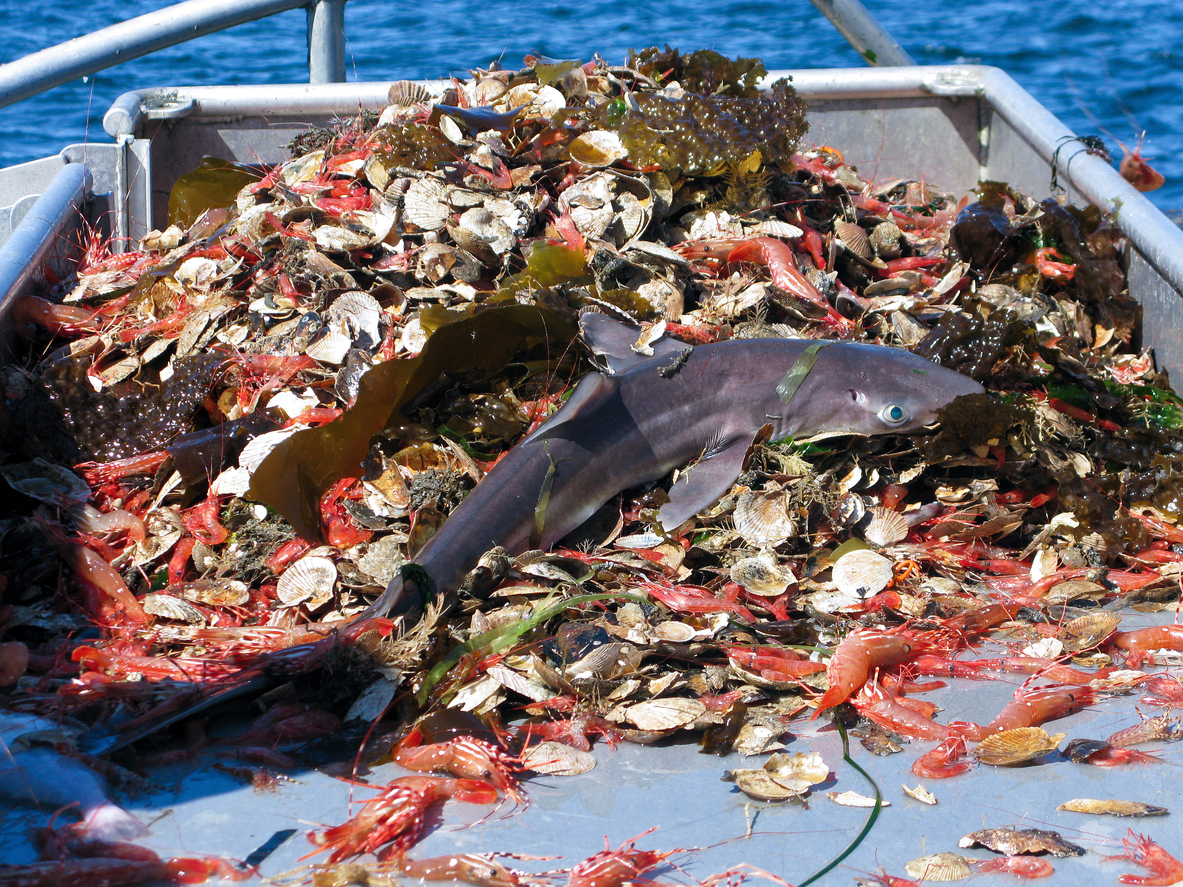 Bottom Trawling, A Damaging & Wasteful Fishing Practice