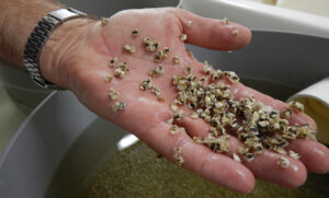 Hatchery starts supplying spat to WA aquaculture industry