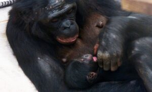 Bonobos support each other while giving birth