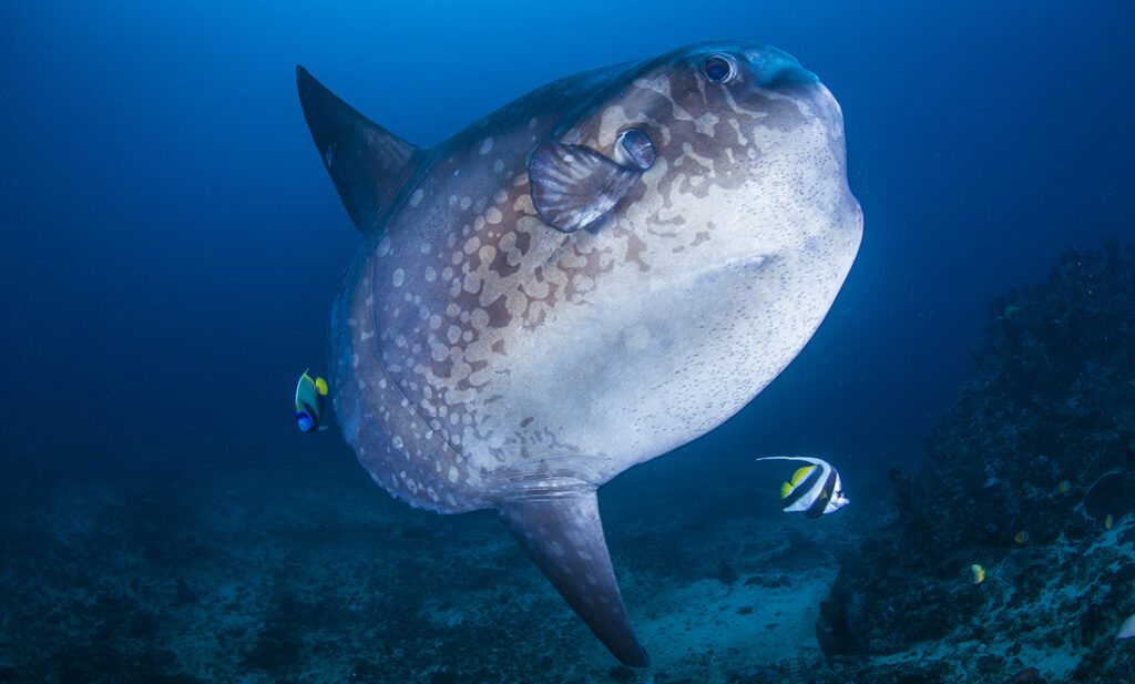 WA researcher discovers a new species of sunfish