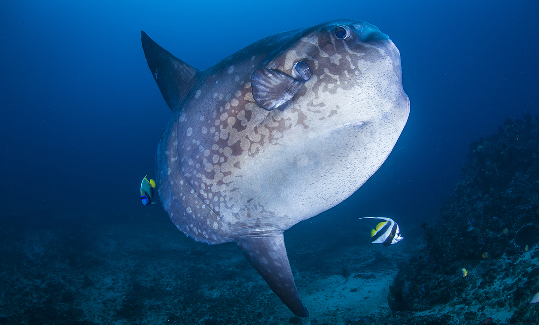 WA researcher discovers a new species of sunfish