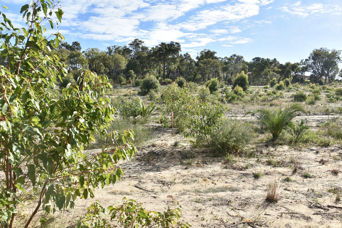 New Rehabilitation Plan To Restore Roe 8 | Particle