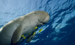 Dugongs and drones: ecology from the sky
