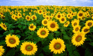 Sunflowers for soil health