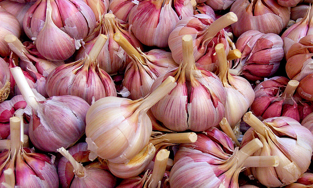 Benefits of garlic extend to Alzheimer’s