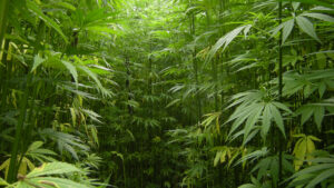 Is Hemp the key to a sustainable future?