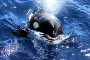 WA killer whales have Aussie accent