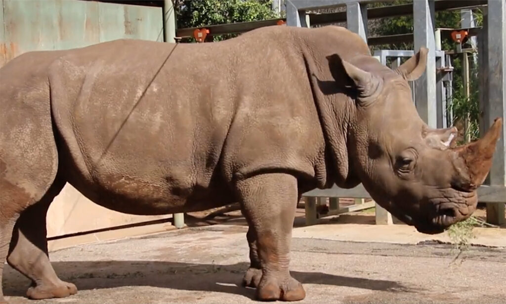How a southern white rhino from Perth Zoo redefined plus-size modelling