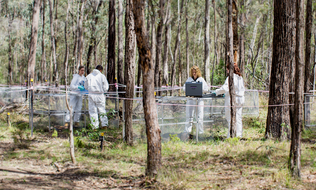 Scientists study decomposing body in bushland