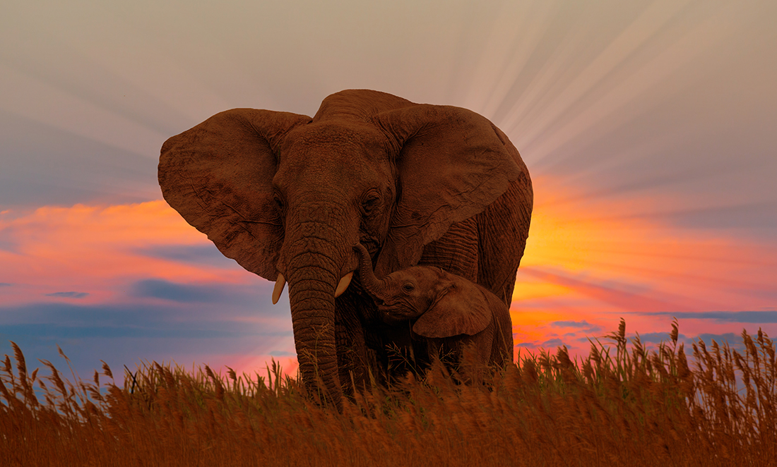 African female elephant with baby at the sunrise in wild