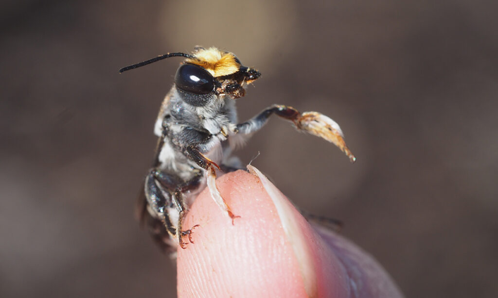 From biomedicine to buzz pollination: why we need a ‘plan bee’
