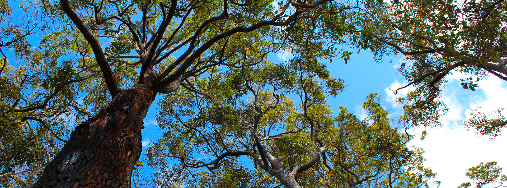 Looking up at jarrah trees against the sky