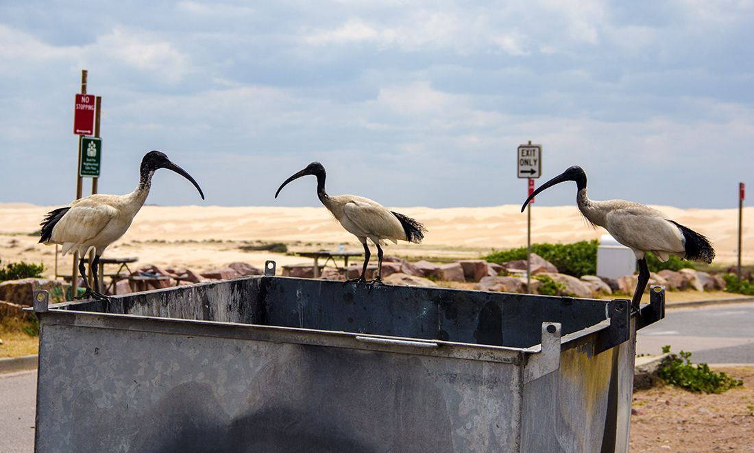 3 ibises perched on a large trash bin