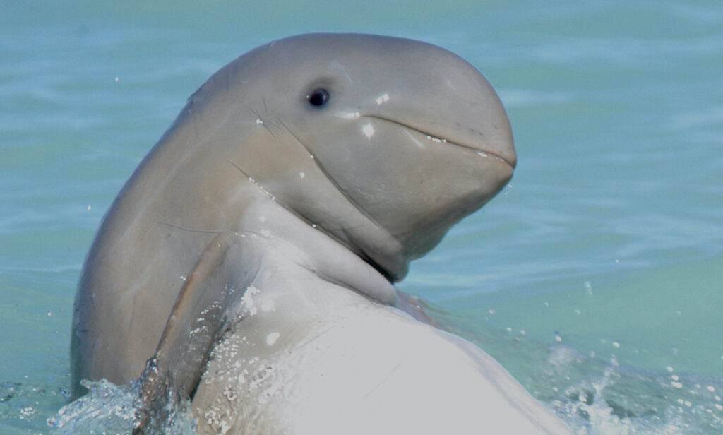 A snub-nose dolphin raises up out of the ocean