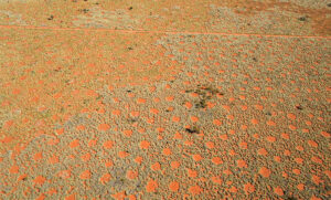 The marvellous mystery of the fairy circles