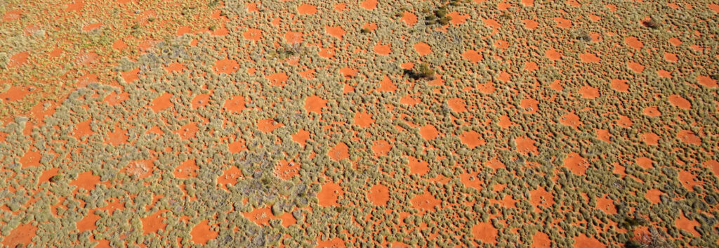 Fairy circles near Newman, WA, look like orange circles scattered over light brown earth