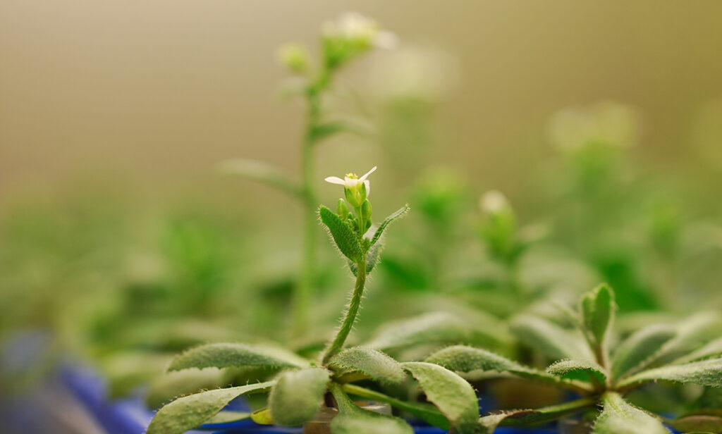 How science is supersizing your veggies