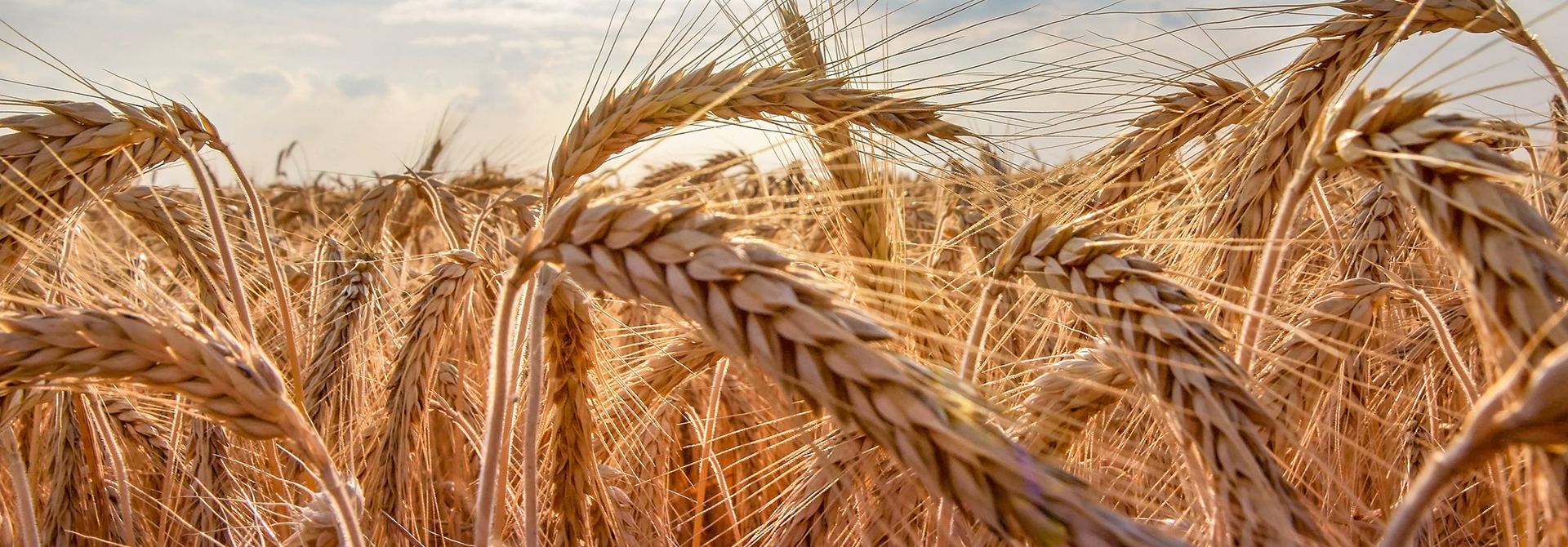 Ears of golden wheat close up