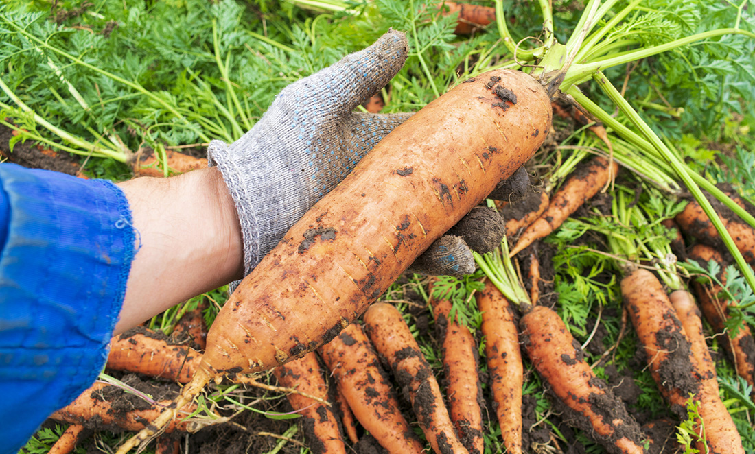 Hand holding enormous carrot, freshly dug from the ground, in front of many much smaller carrots