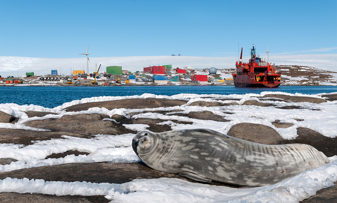 Seal sits in the foreground of an Antarctic base camp