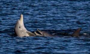 Keeping an ear on the Swan River’s dolphins