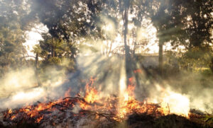 How invasive plants use fire to overtake natives