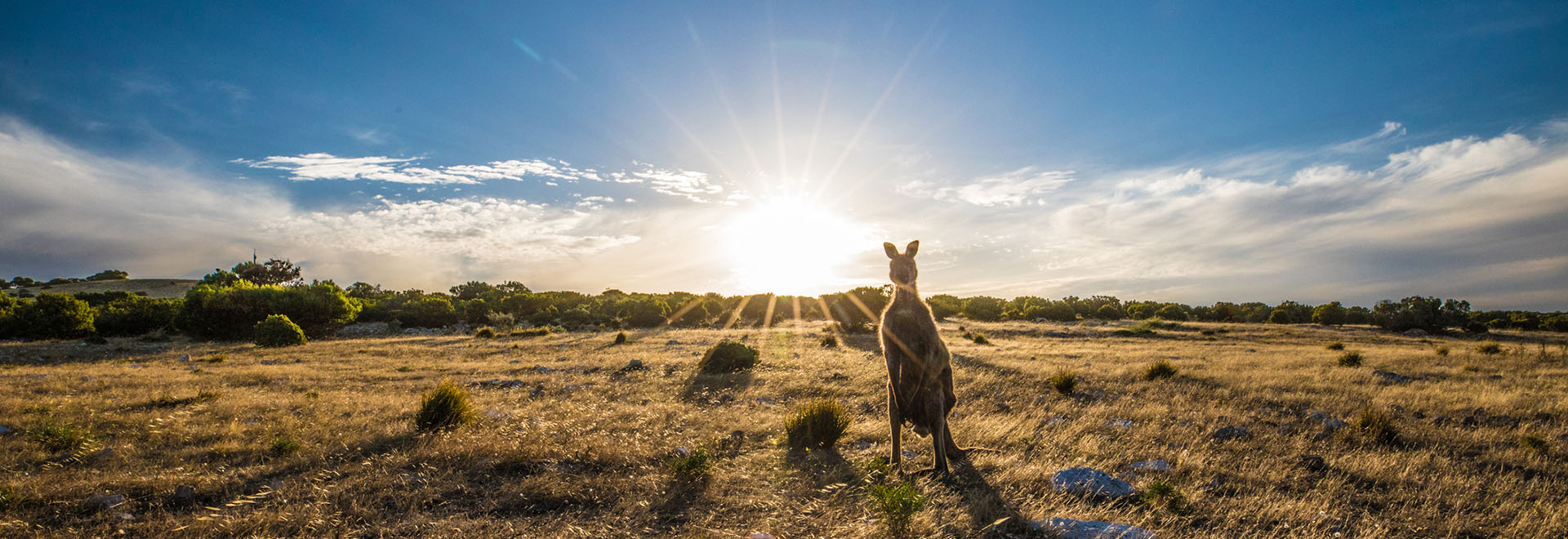 Kangaroo stands on vast plain of Australian landscape as the sun sets behind it