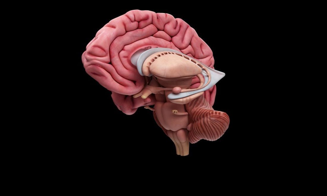 Cutaway of a brain, showing the amygdala and hypothalamus at the centre