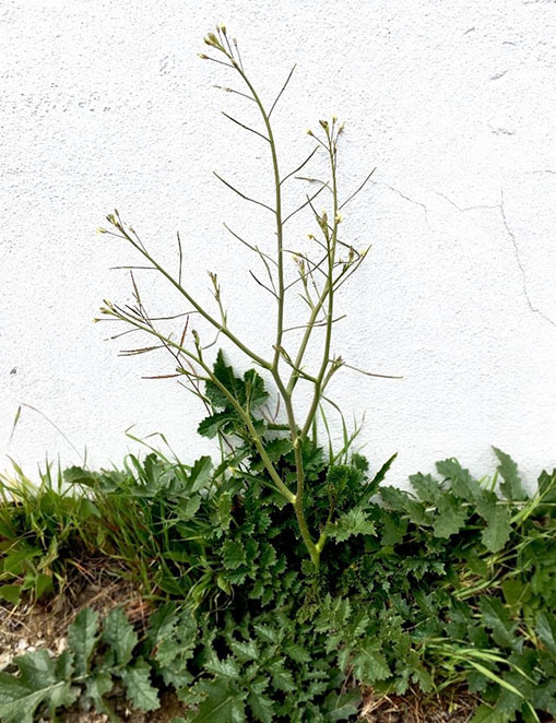 A spindly, green weed grows out of a clump of foliage