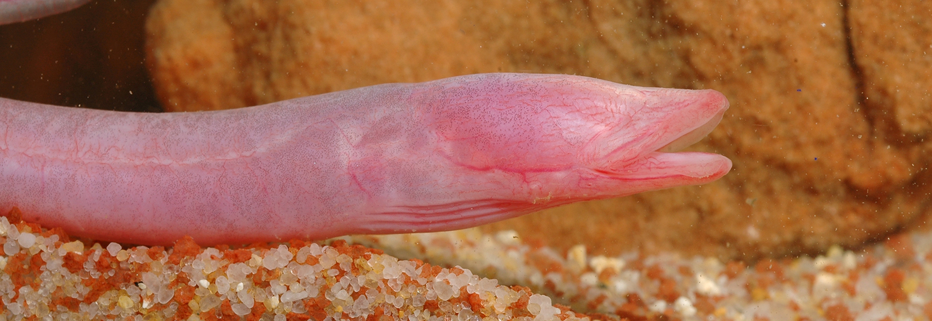 Pink, eyeless Blind Cave Eel swims with jaw agape