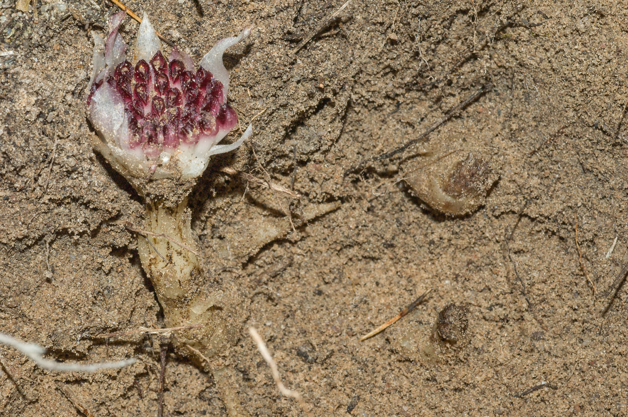 An underground orchid dug up, its roots exposed.