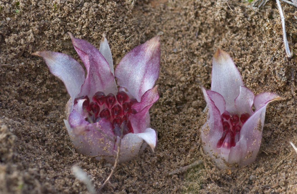 Two underground orchid flowers after being unearthed, mostly white but slightly pink.
