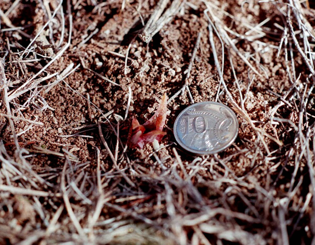 The tips of an orchid flower just visible above ground, with an Australian 10c piece next to it for scale.