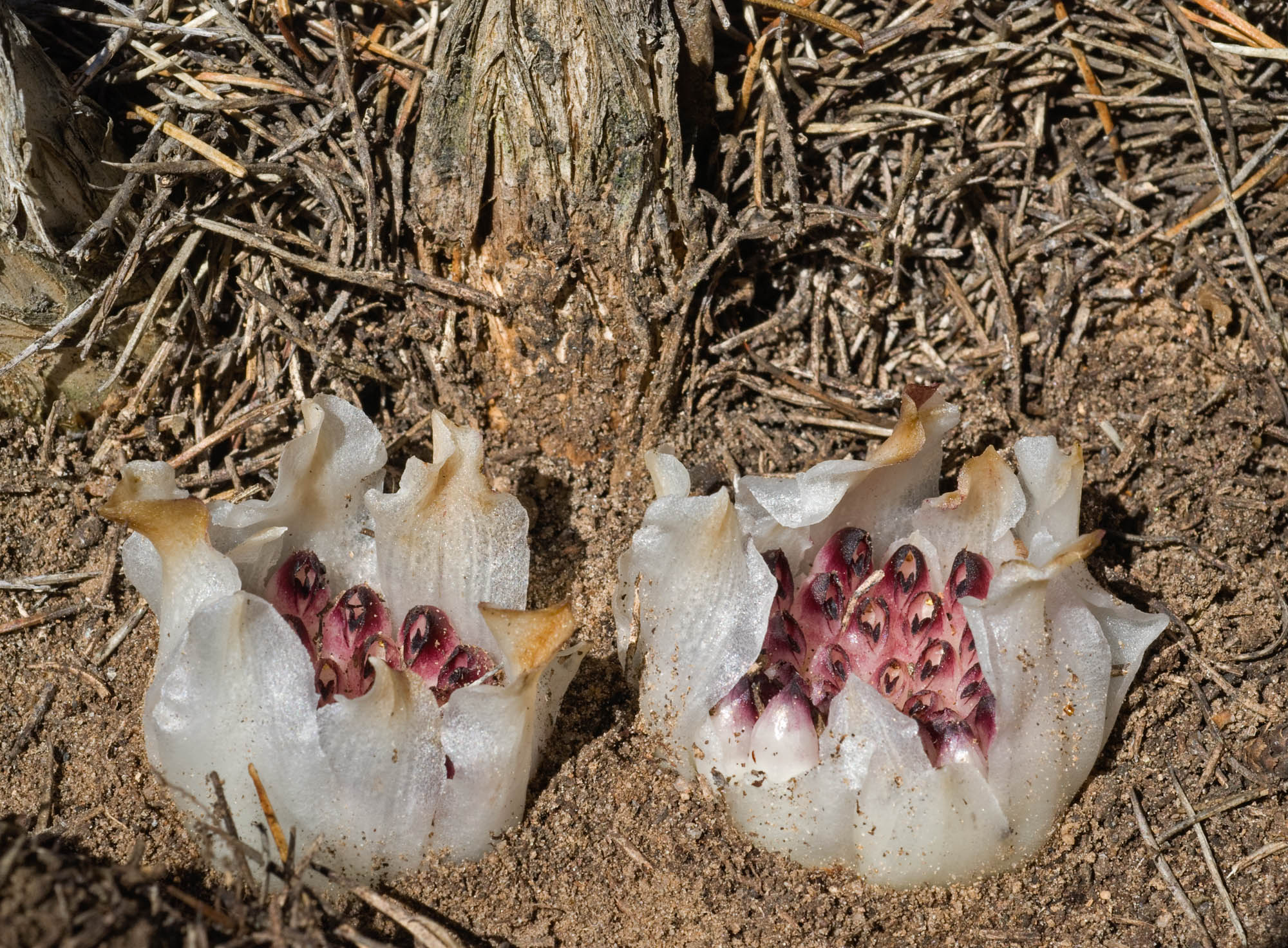 Two underground orchids, next to part of a much larger bush.