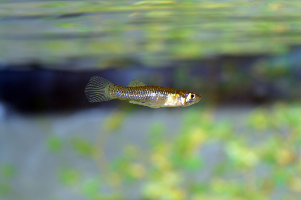 Robot vs Alien: the freshwater fish saga