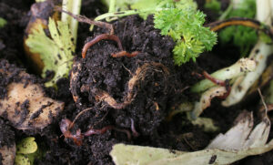 Getting cosy with your compost