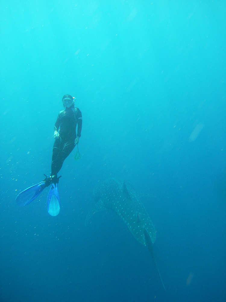 UWA senior researcher Dr Ana Sequeira diving with a whale shark