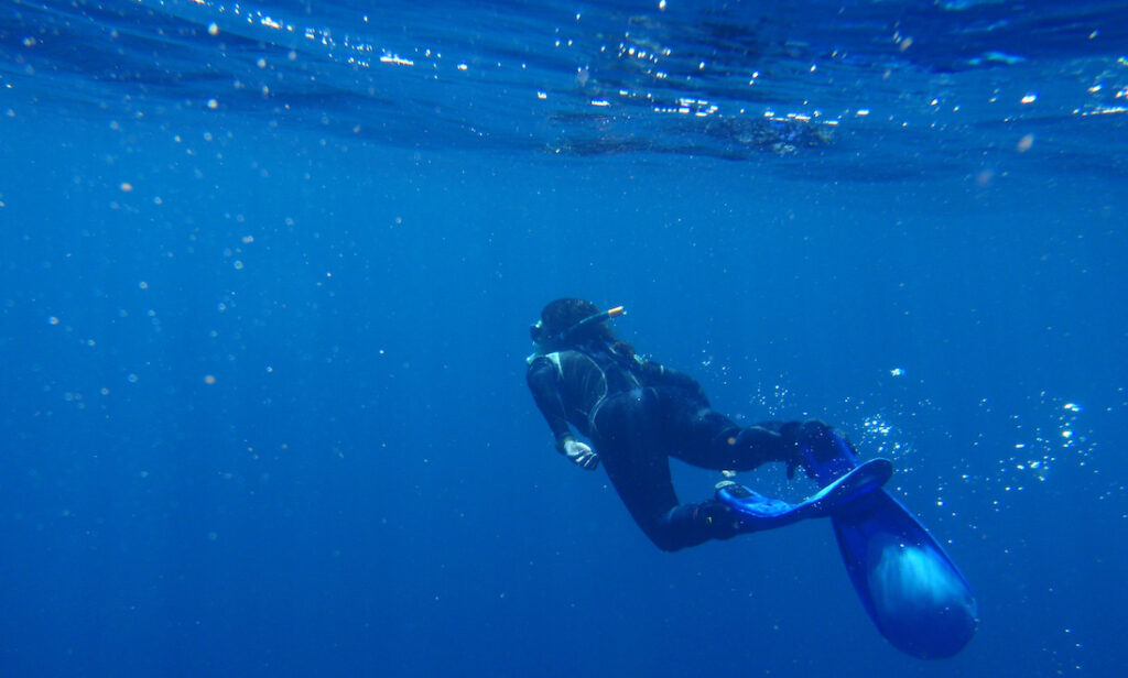 Mapping marine megafauna on the high seas