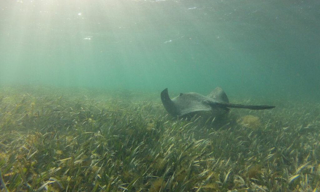 Seagrass paves the way for carbon-neutral Rotto