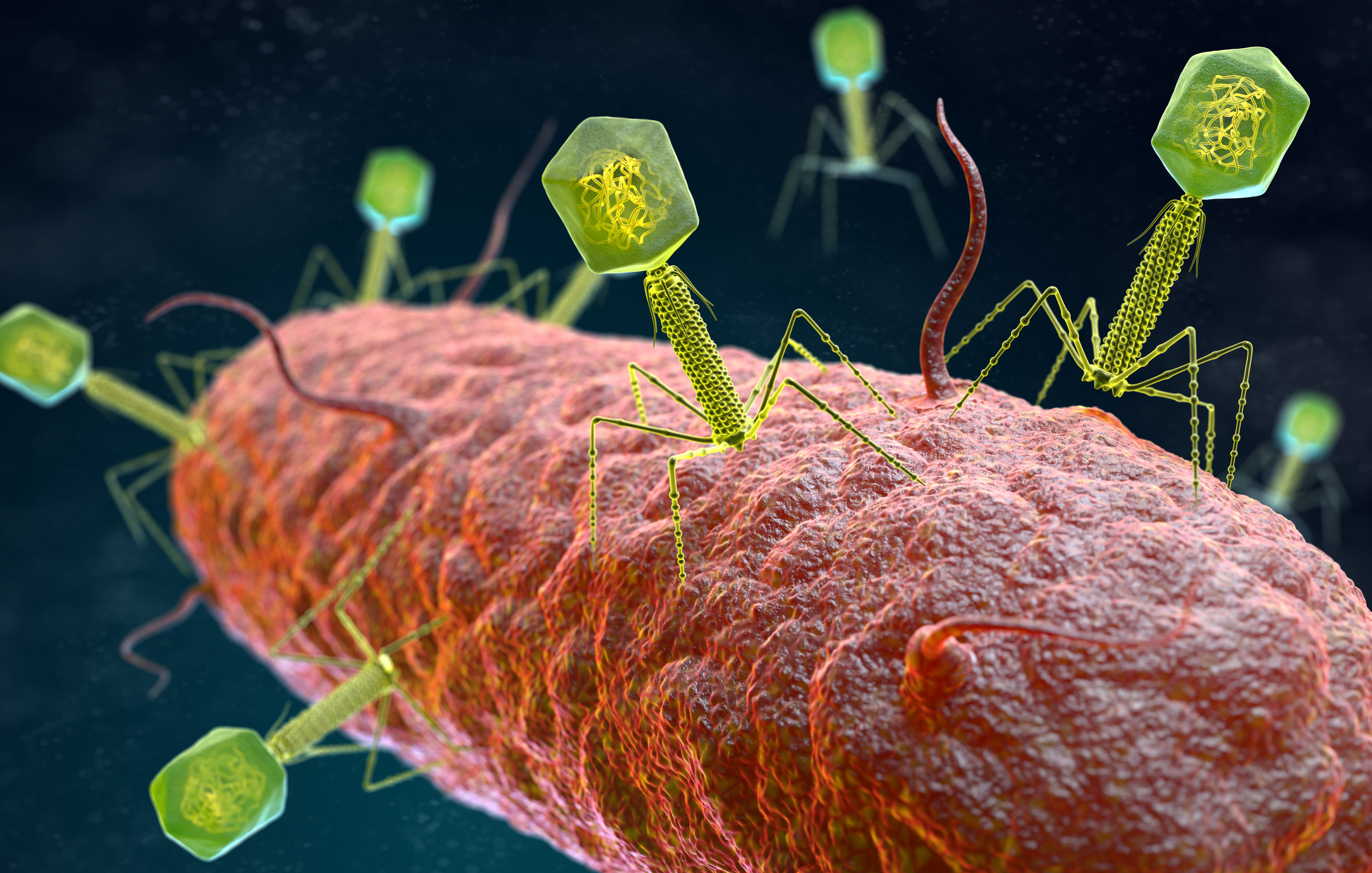 illustration of the Bacteriophage Virus that infects and replicates within a bacterium. 3D illustration