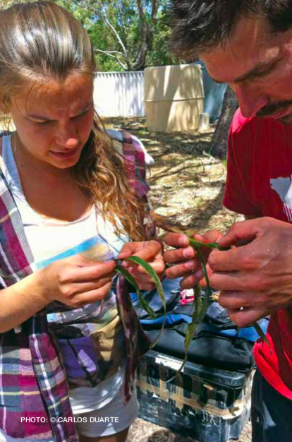 Camila Bedulli and Oscar Serrano inspect seagrass at Rottnest Island