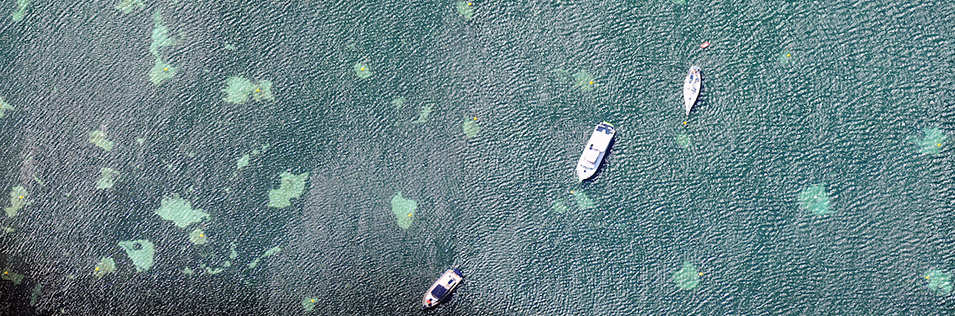 A view of 3 boats moored in a seagrass meadow off Rottnet Island