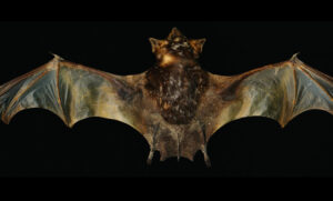 The secret lives of bare-rumped bats