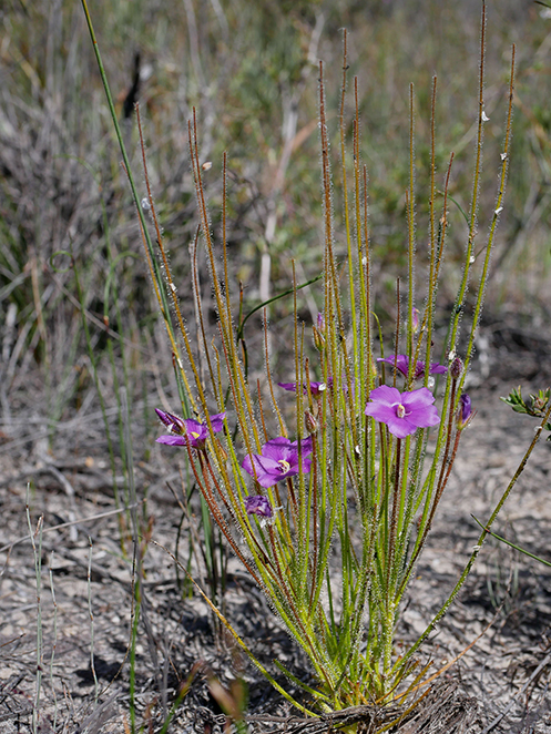 A carnivorous plant with long thin green stems and purple flowers